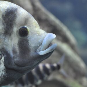 Fisch 4