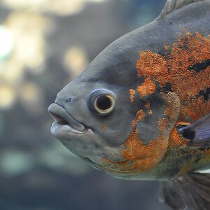 Fisch 5