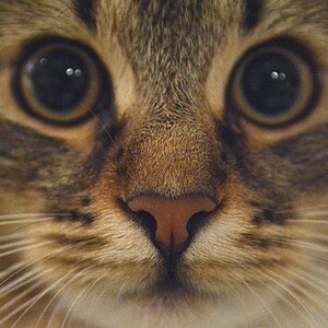 Katze