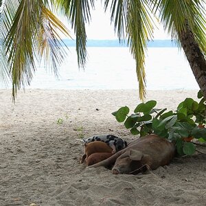 Strand Schweine