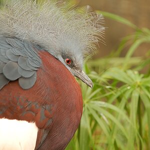 Vogel 3