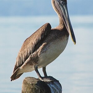 Vogel