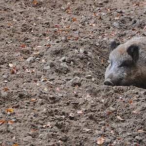Wildschwein