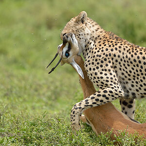 HS4 6486