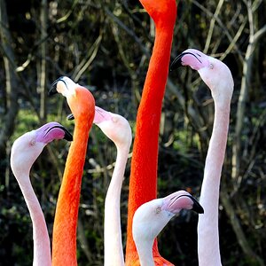 Flamingos im Frühling