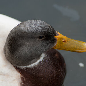 eine ganz normale Ente ...