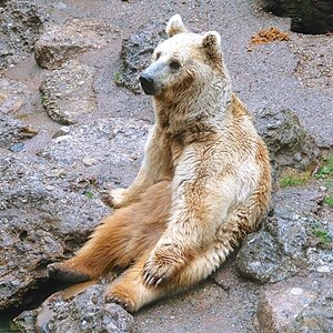 Bärenpause