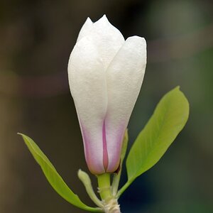 Blüte im botanischen Garten