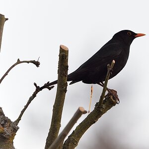 Amsel