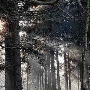 Morgen im Wald 023