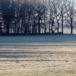 Morgen im Wald 019