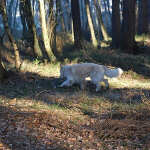 Morgen im Wald 070