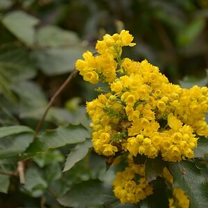Blüten 4