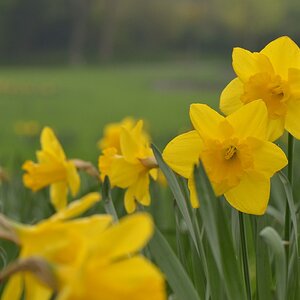 Blüten 5