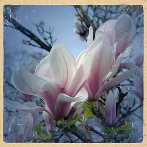 magnolie