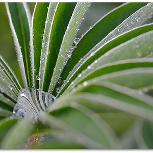 MNE 9718, 20140331
Lupine als Wasserkelch
D700 AF 80-200/4,5-5,6 D + Marumi Achromat +3