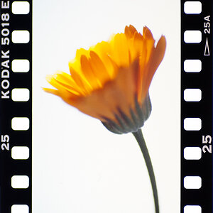 gelbeblume