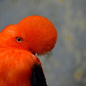Vogel 5