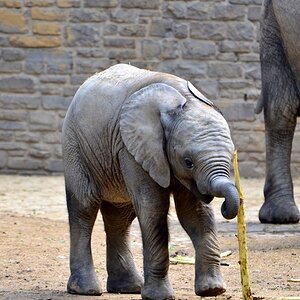 Elefant 2