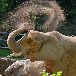 Elefant 3
