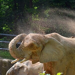 Elefant 4
