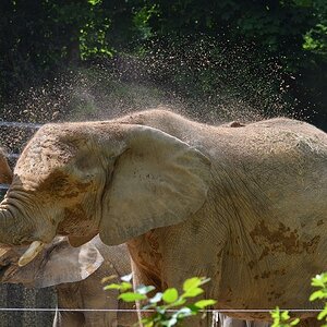 Elefant 7
