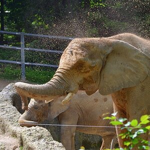 Elefant 9