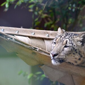 Katzen 3
