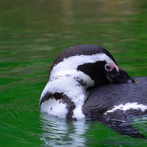 Pinguin 1