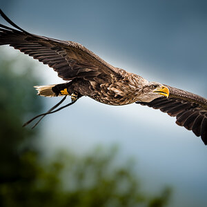 Adler