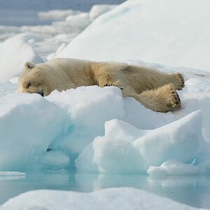 s920 Eisbär 1030