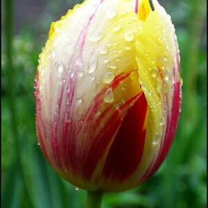Tulpe