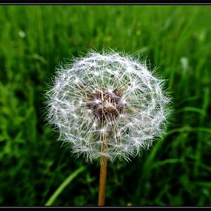 Pusteblume