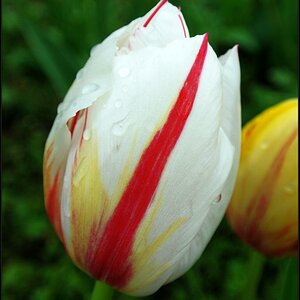Tulpe weiß
