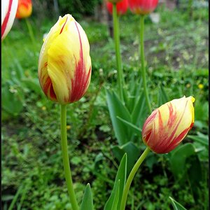 Tulpen