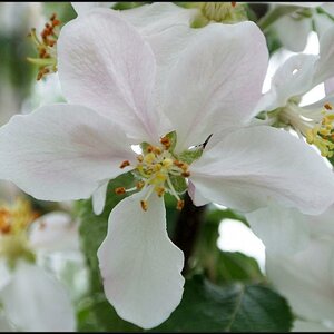 Obstbaumblüte