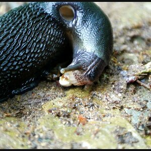 Nacktschnecke beim Madendinner