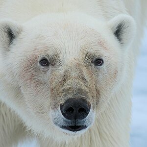 s969 Eisbär Porträt 1830