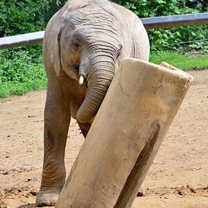 Elefant 10