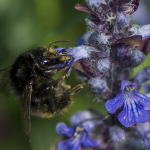 B712694Hummel