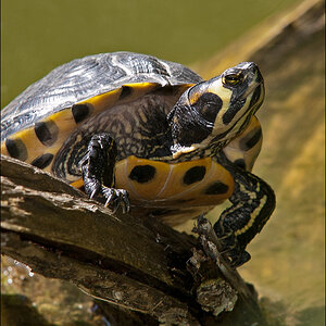 schildkröte