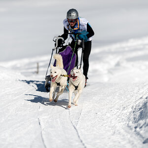 Schlittenhunde 2014 Sequenz