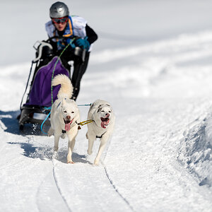 Schlittenhunde 2014 Sequenz 3