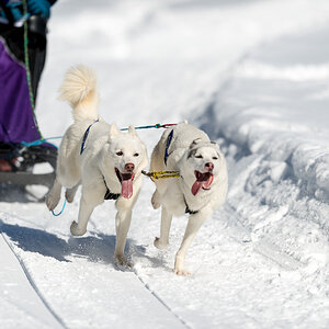 Schlittenhunde 2014 Sequenz 6