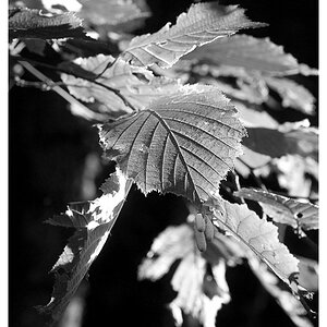 Herbst