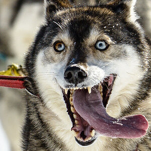 Husky Auschnitt