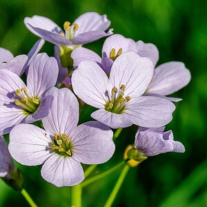 Wiesenschaumkraut