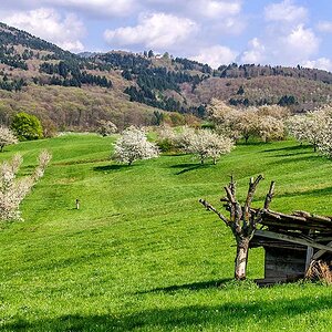 Kirschblüte