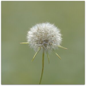 MNE 1232, 20140523
D700 Ai 300mm/f4,5