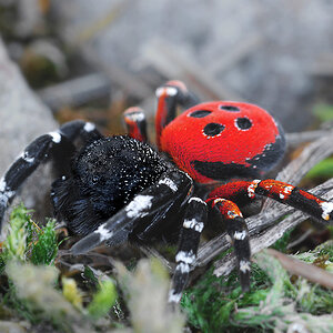 Rote Röhrenspinne (Eresus cinnaberinus)
Seltene und in Deutschland geschützte Spinnenart